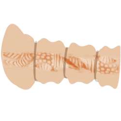 CRAZY BULL MASTURBADOR CON ANILLOS MODELO VAGINA 2