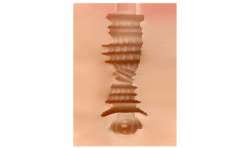 SHEQU PAMELA MASTURBADOR VAGINA