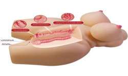 CRAZY BULL GRACE TORSO FEMENINO REALISTA VAGINA Y ANAL 75 KG