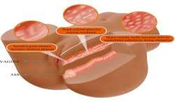 CRAZY BULL WENDY TRASERO FEMENINO REALISTA VIBRADOR SUCCIONADOR CON SONIDO 11 KG